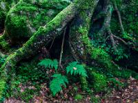 Farn in breiter Wurzelgabel